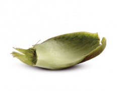 La feuille d'Artichaut que l'on mange